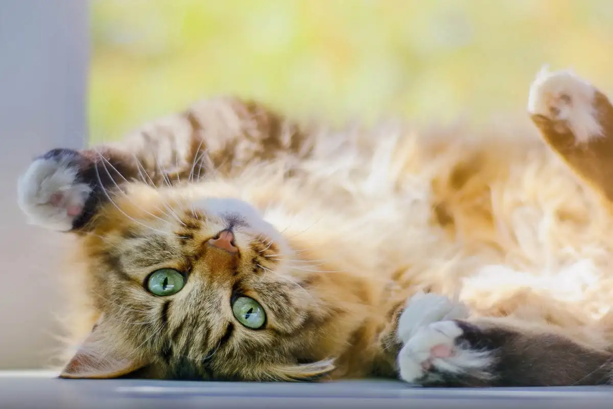 Cat exposing its belly