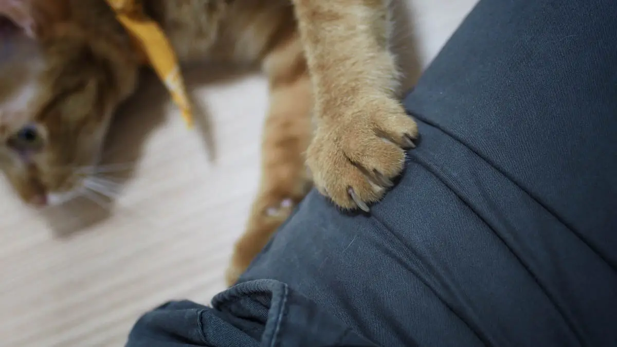 Cat kneading