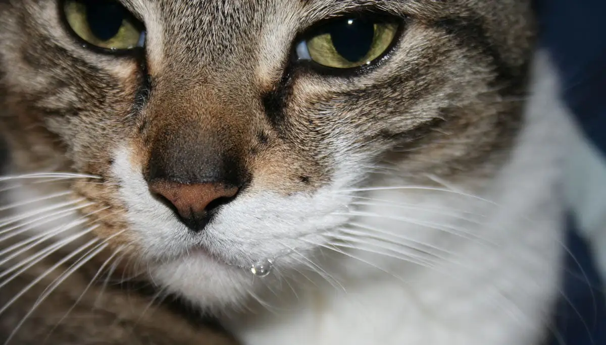 Cat drooling