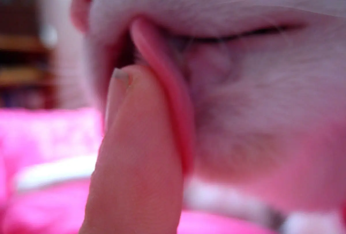 Cat grooming a person