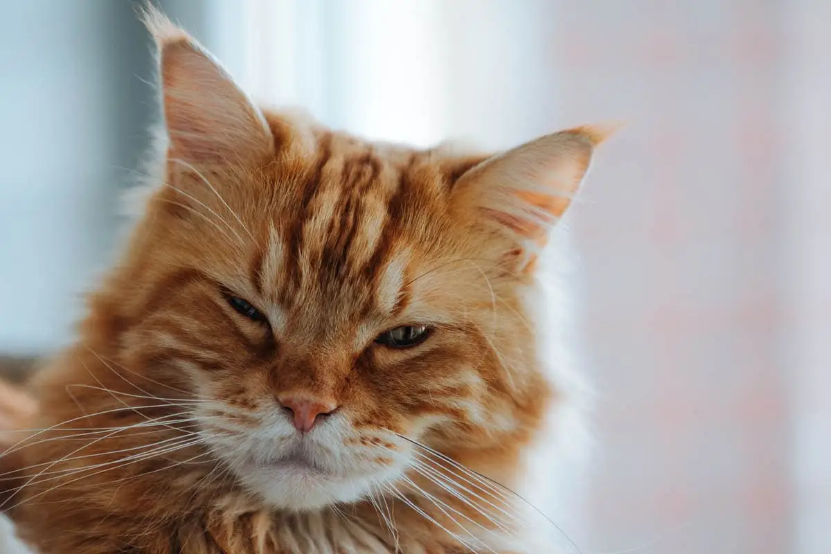 Cat slow blink