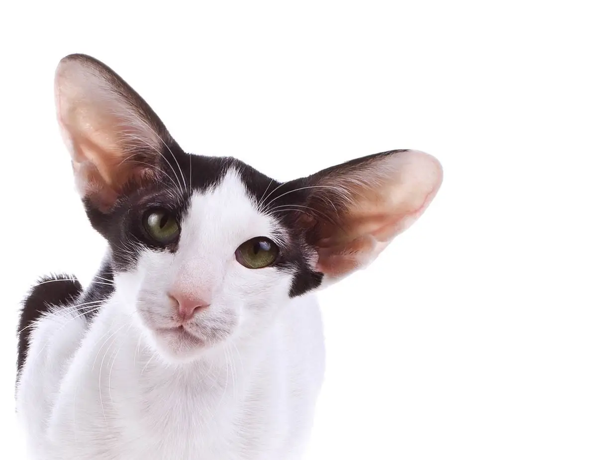 Black and white Oriental cat