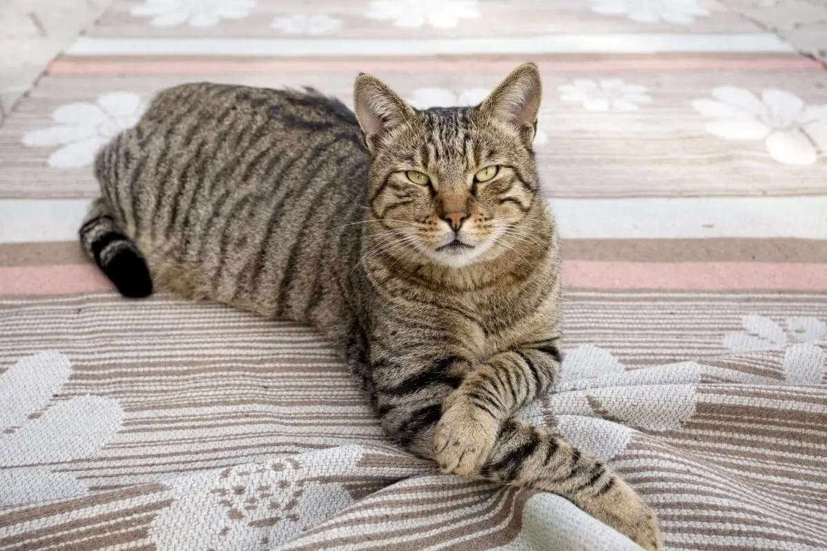 Brown mackerel tabby cat