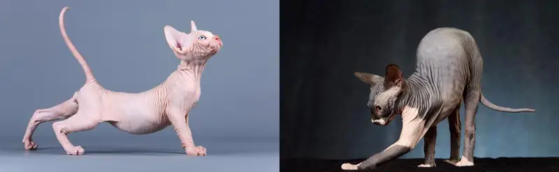 Why do cats have bendy spines?
