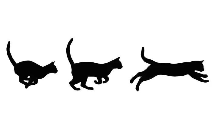 Cat running