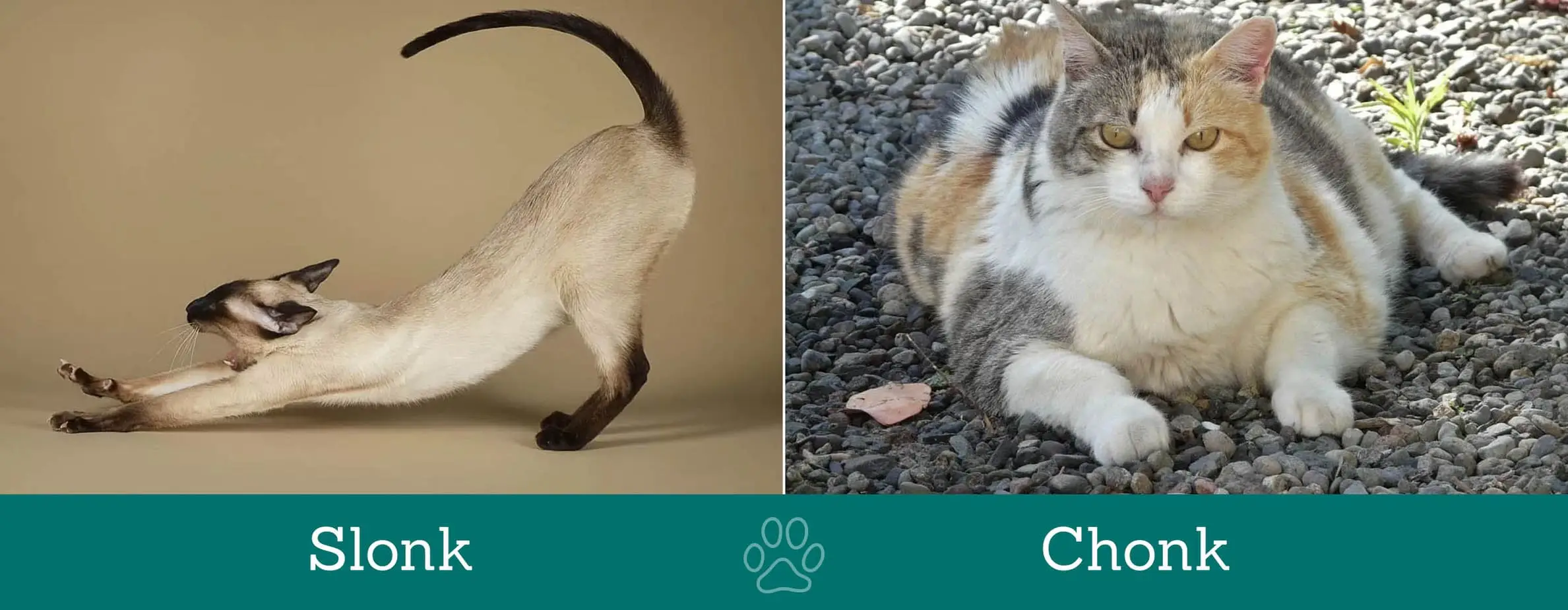 Difference between slonk and chonk cats