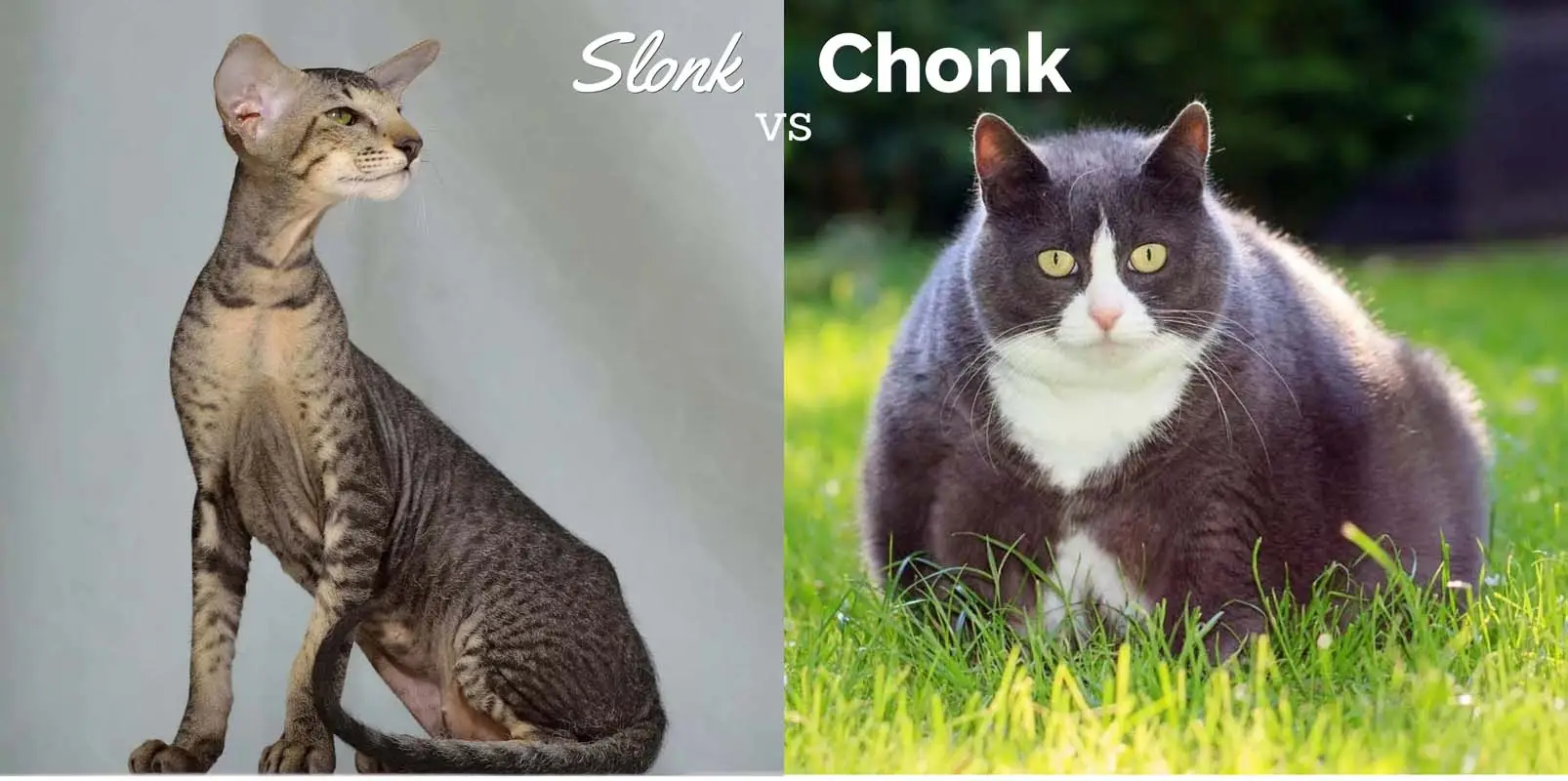 Slonk vs Chonk: ما هو الفرق؟