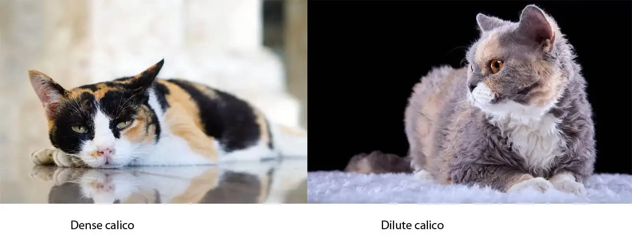 Dense and dilute calico 