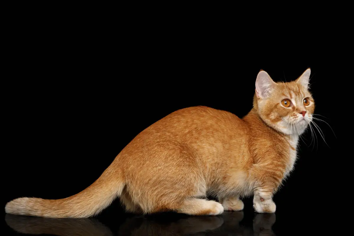 Ticked tabby