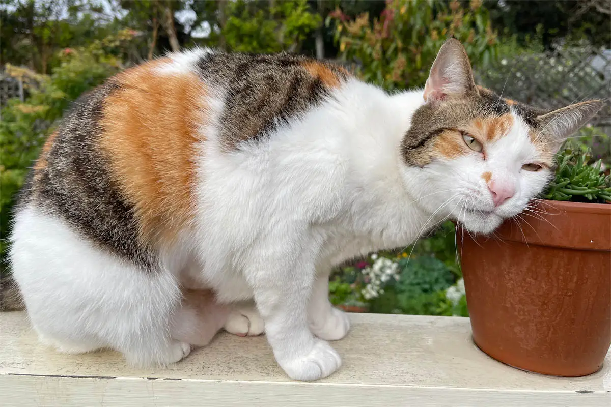 Caliby cat