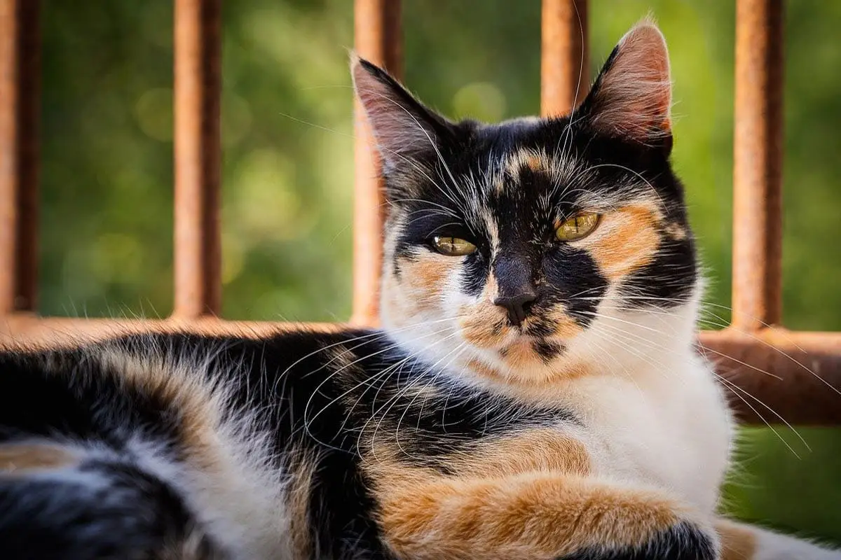 Calico cat colours