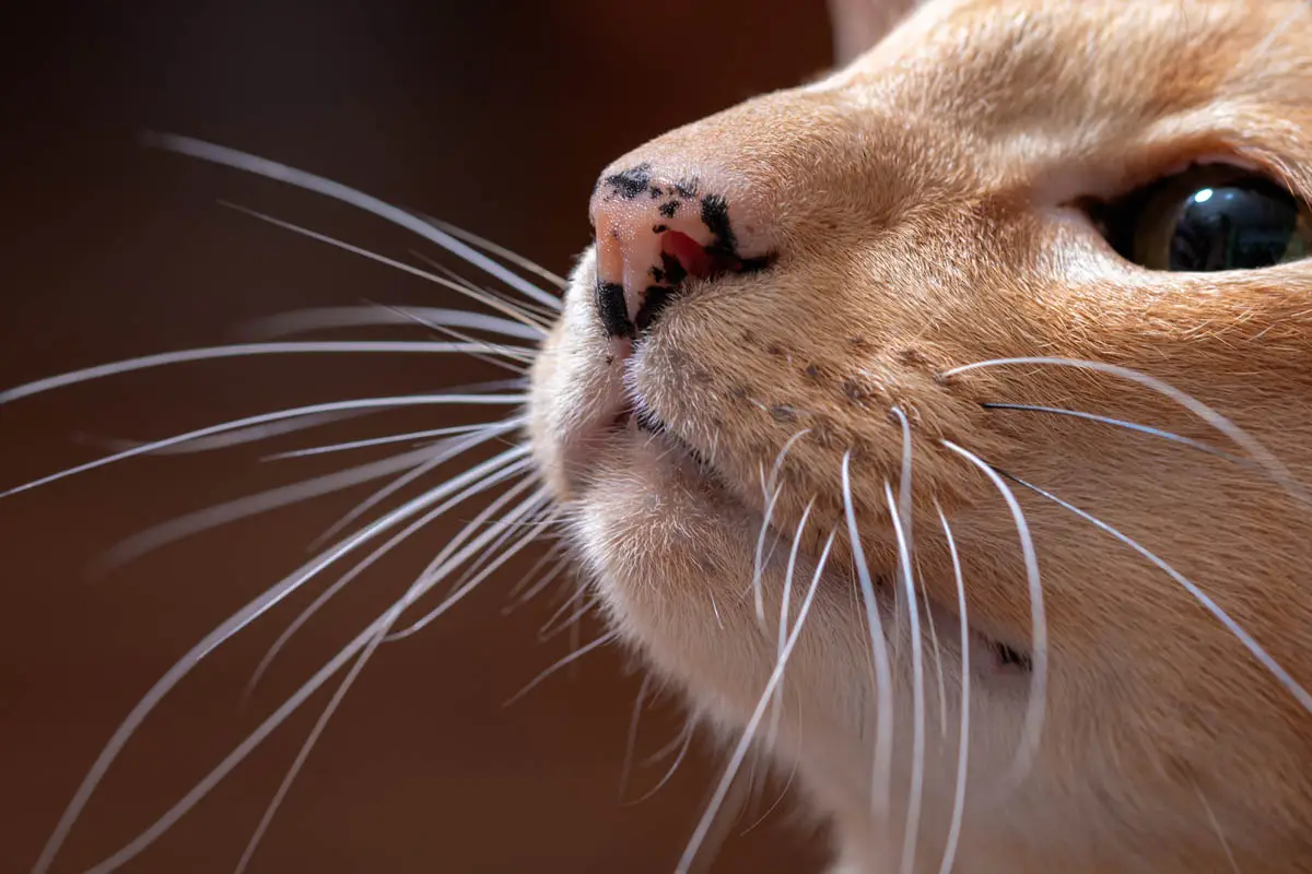 Lentigo in orange cats