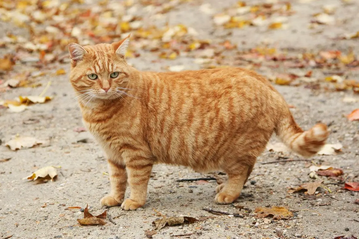 Ginger mackerel tabby