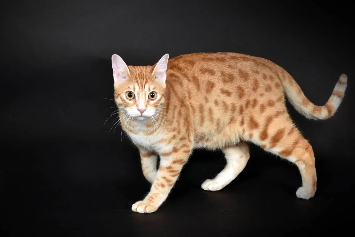 Spotted ginger cat