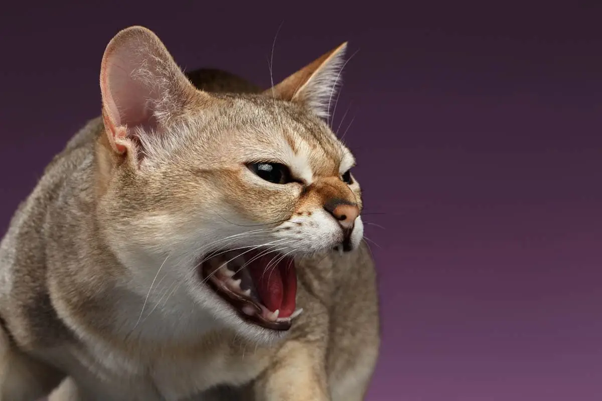 Hissing Singapura cat