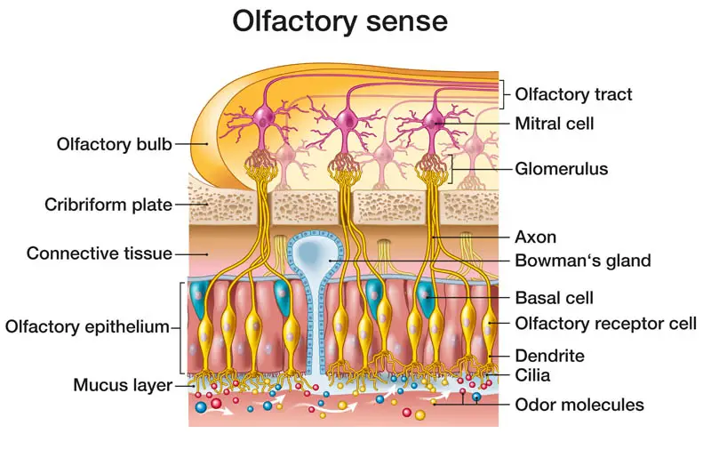 Olfaction