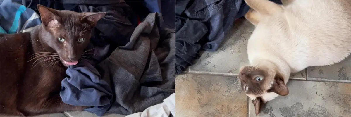 Cats like thesmell of dirty clothes
