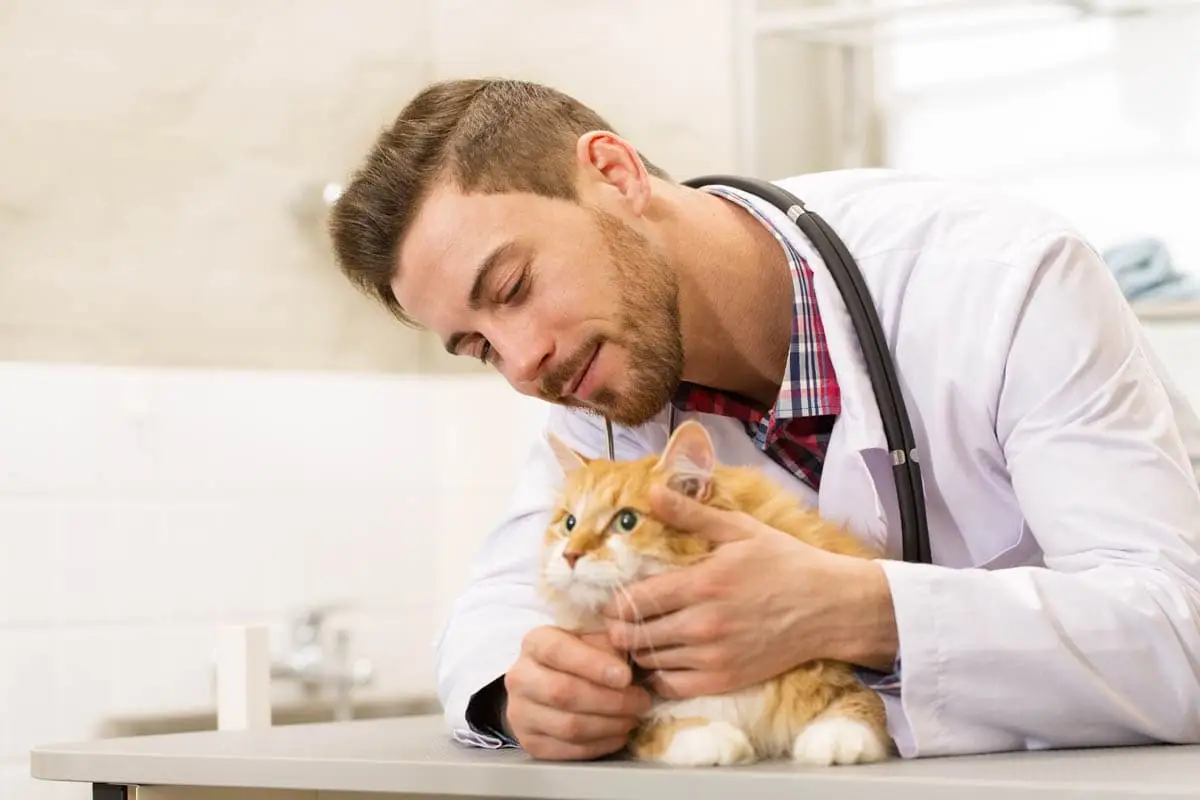 Kaip rasti veterinarijos gydytojų teisę katei