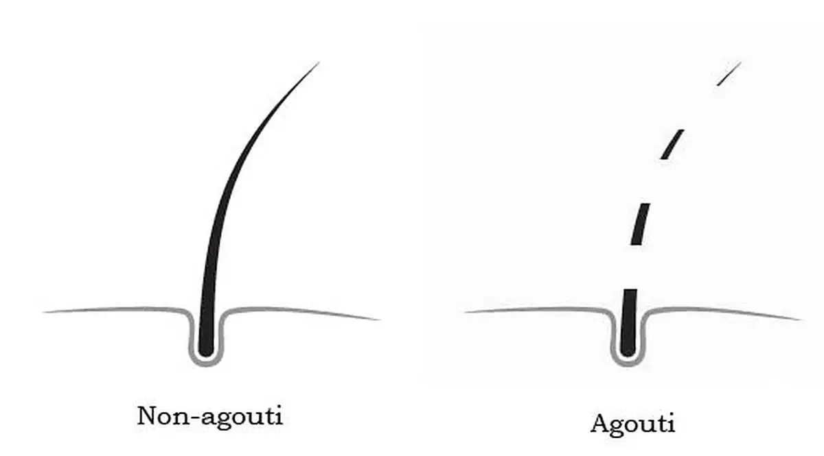 Non-agouti and agouti hair shaft