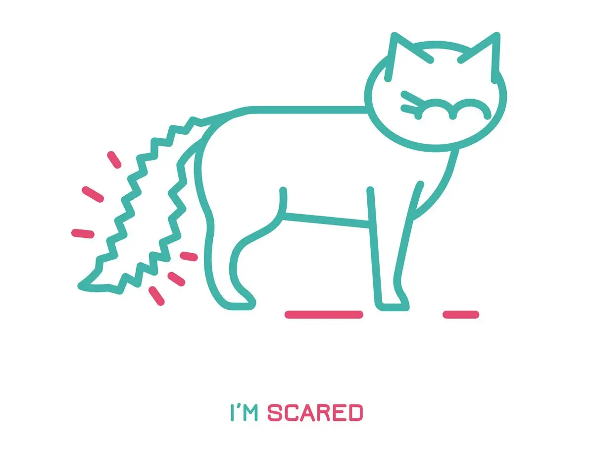 Puffed up cat tail meaning