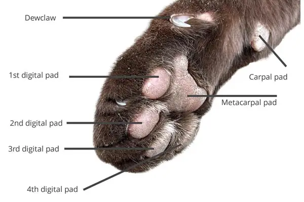 Cat paw anatomy