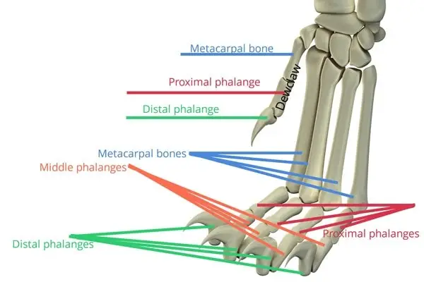 Bones of the cat foot