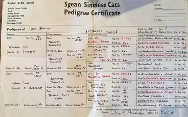 Cat pedigree papers