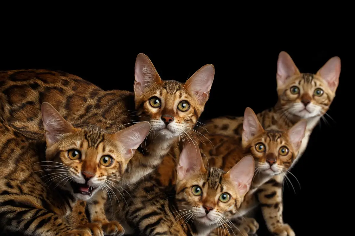 Do cat breeders make money?