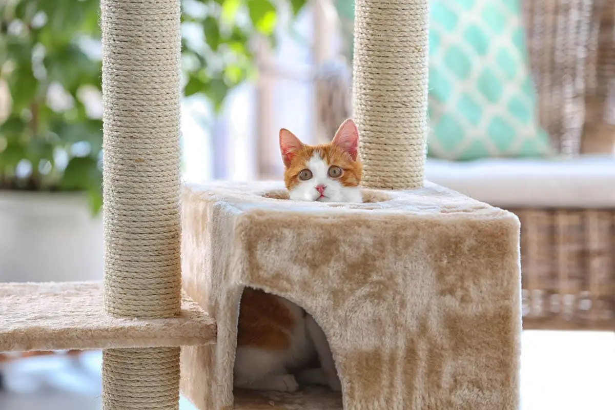 Árboles de gatos, muebles de gato y postes de rasguños de gatos