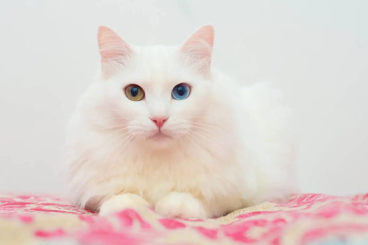 White Turkish Angora