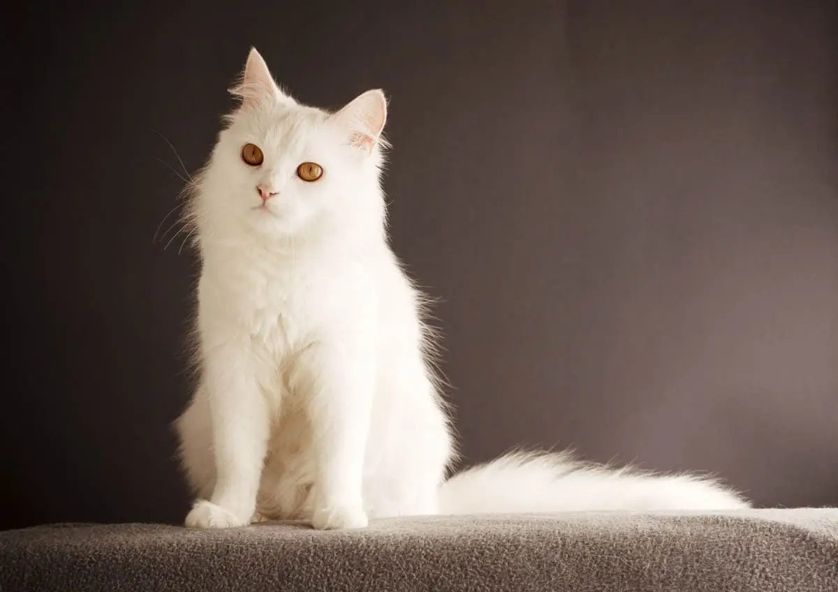 All about white cats