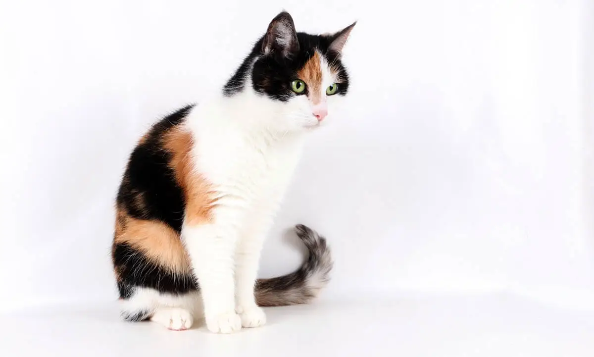 Calico cat
