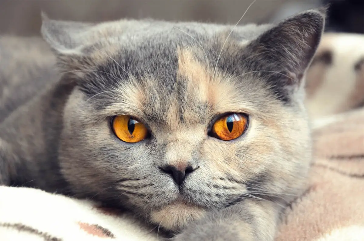 Dilute tortoiseshell cat