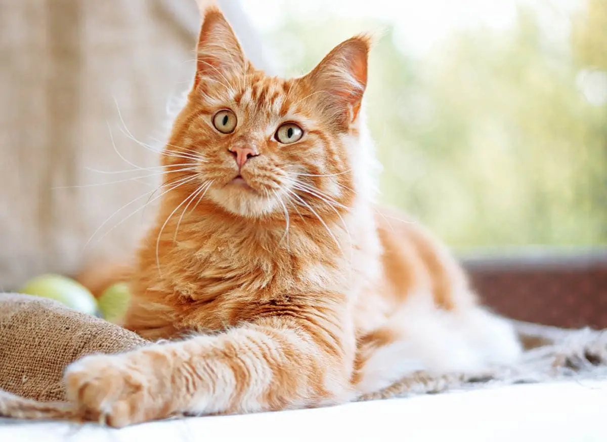 Ginger tabby Maine Coon