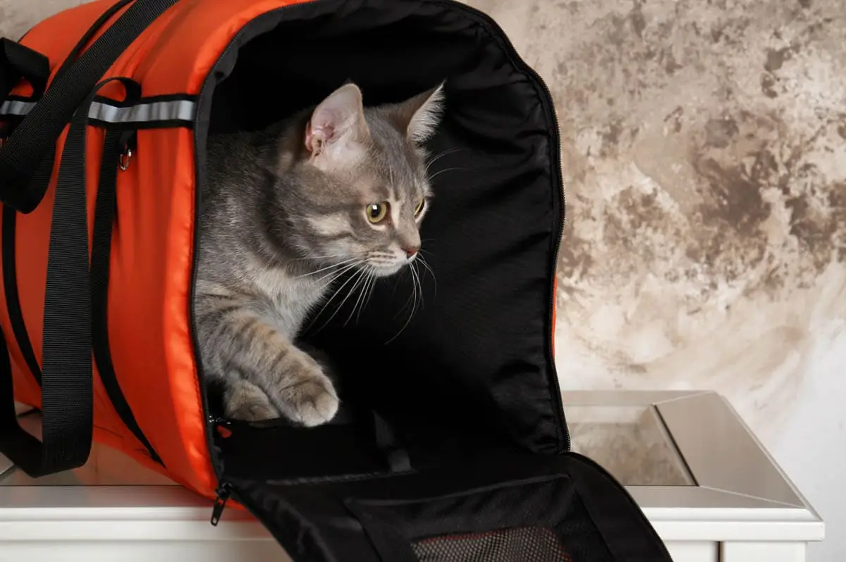 Soft cat carrier
