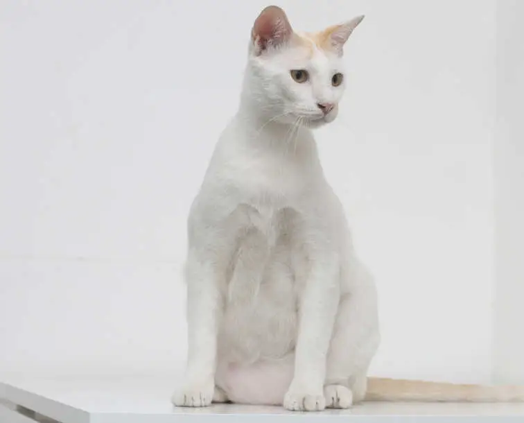 primordial pouch on white cat