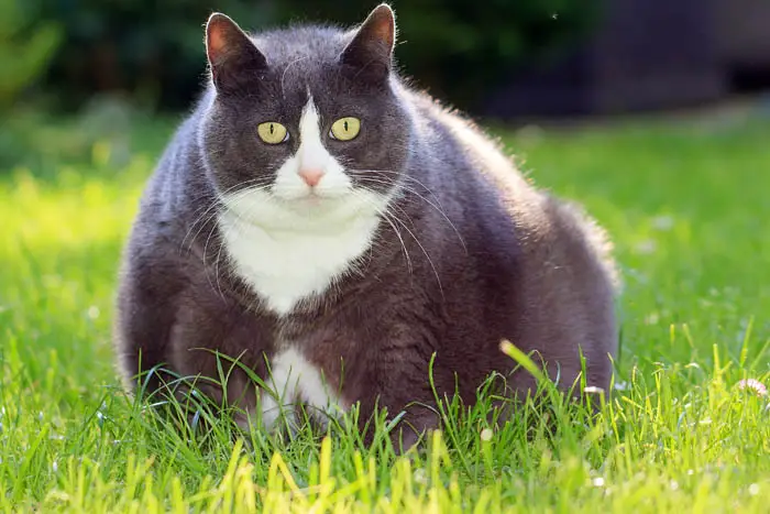 Obese cat
