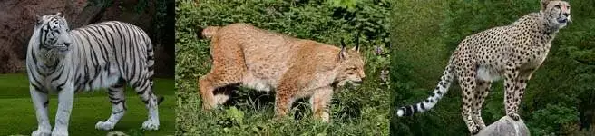 Primordial pouch on big cats