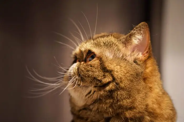 Tabby exotic shorthair