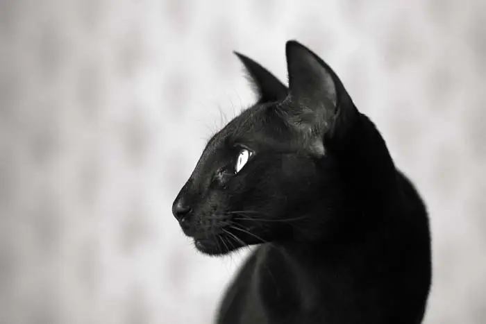 Black Oriental cat