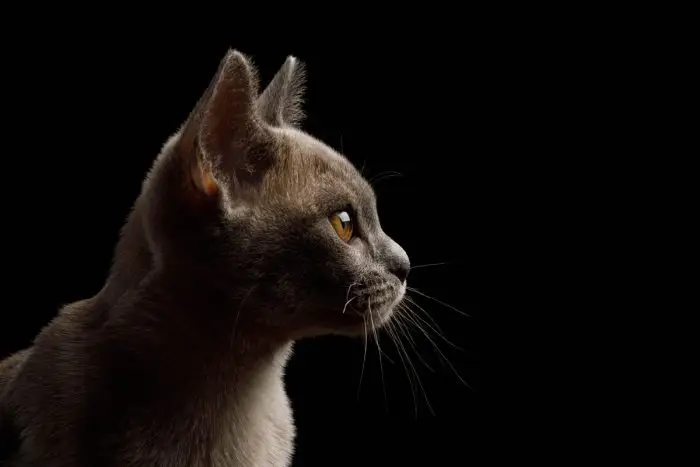 Burmese kitten