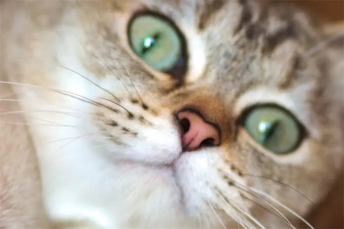 Burmilla cat nose leather