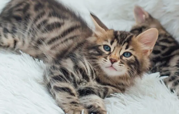 dark gray charcoal bengal kitten