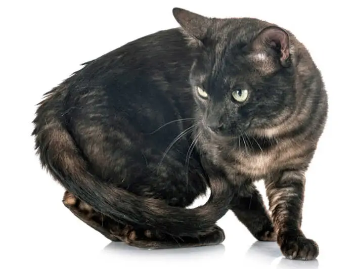 melanistic bengal cat