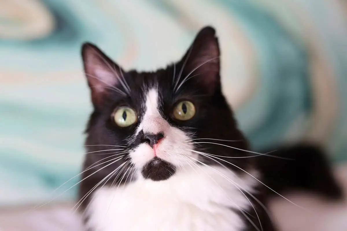 Tuxedo cat