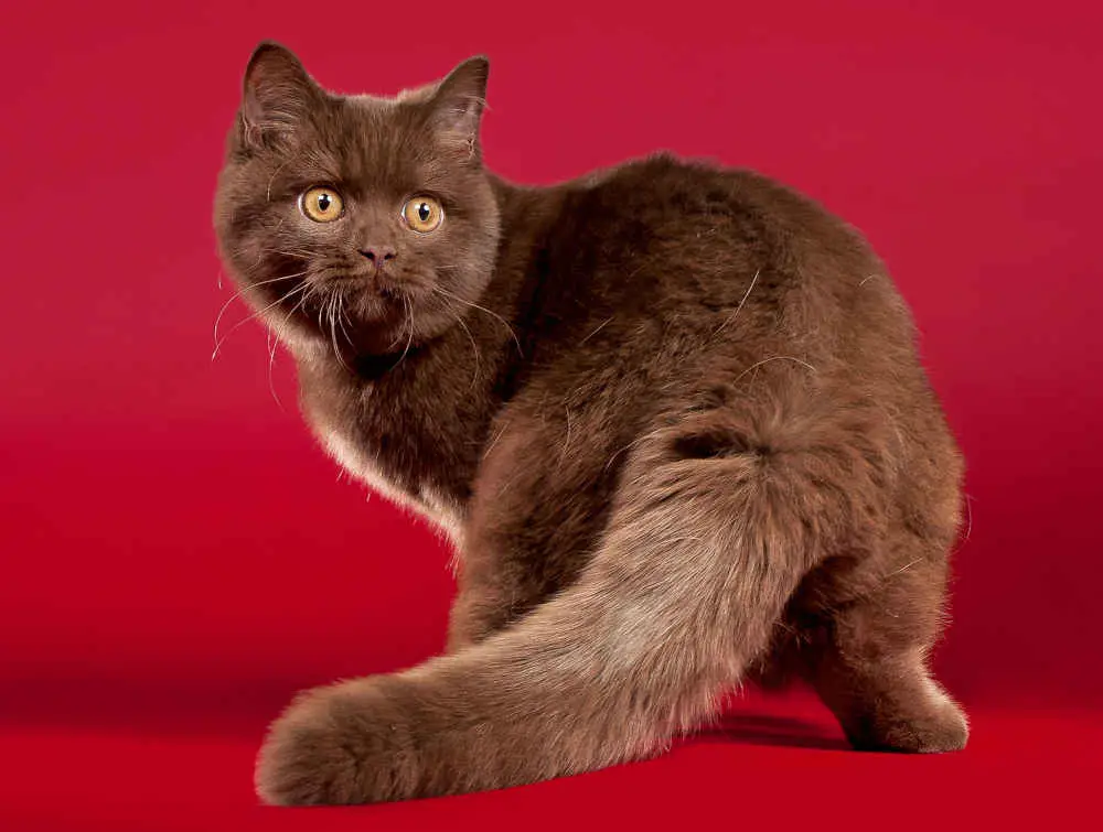 brown cat