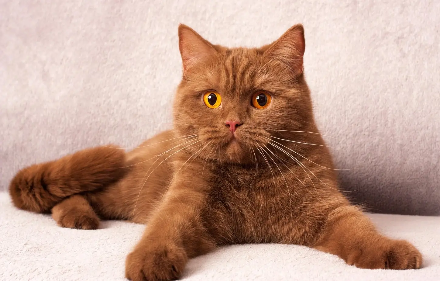 Cinnamon British Shorthair