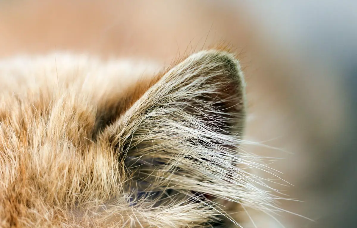Close up of a cat