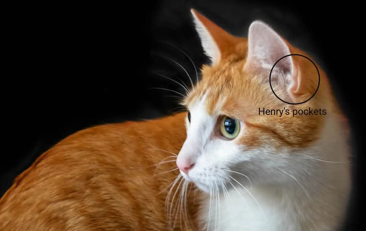 Henry
