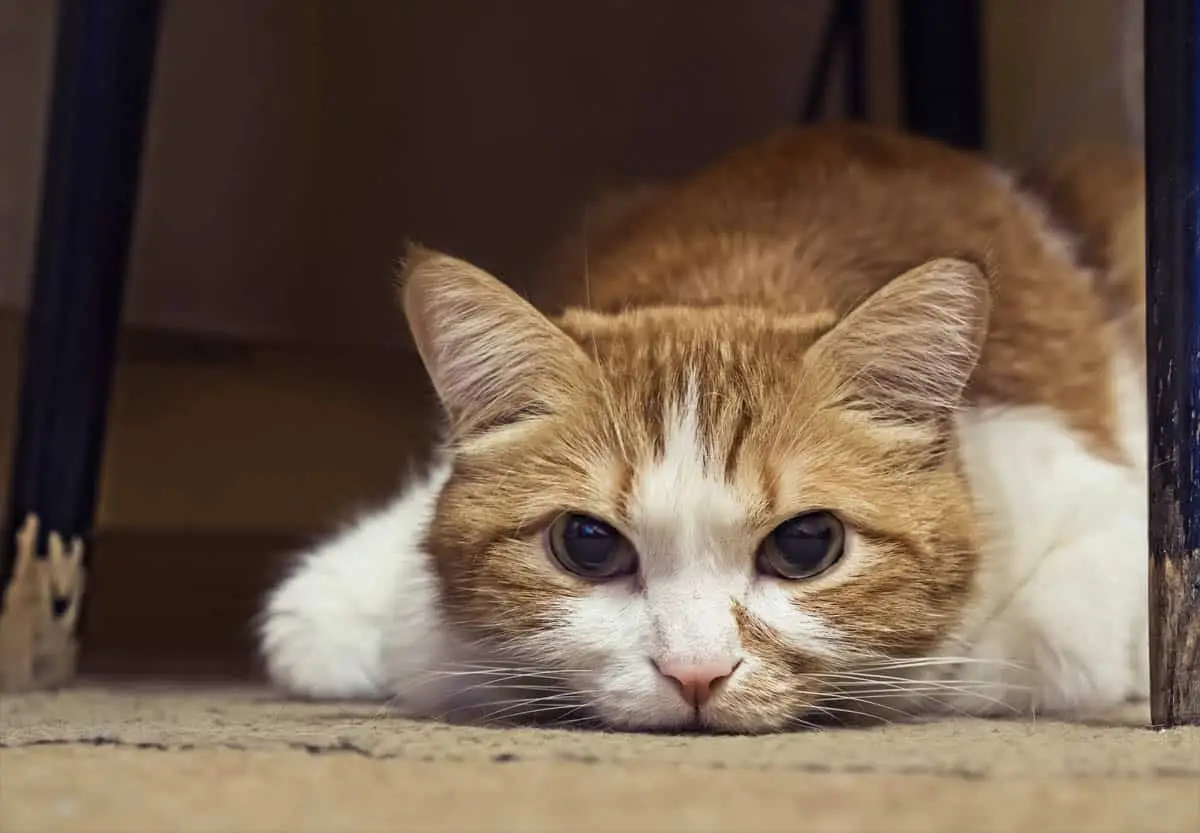 Cat in pain